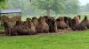 Tina 50 år - Tur til Knuthenborg Safaripark