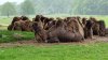 Tina 50 år - Tur til Knuthenborg Safaripark