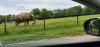 Tina 50 år - Tur til Knuthenborg Safaripark