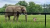 Tina 50 år - Tur til Knuthenborg Safaripark