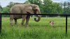 Tina 50 år - Tur til Knuthenborg Safaripark