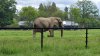 Tina 50 år - Tur til Knuthenborg Safaripark