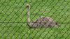 Tina 50 år - Tur til Knuthenborg Safaripark
