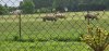 Tina 50 år - Tur til Knuthenborg Safaripark