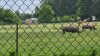 Tina 50 år - Tur til Knuthenborg Safaripark