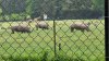 Tina 50 år - Tur til Knuthenborg Safaripark