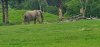 Tina 50 år - Tur til Knuthenborg Safaripark