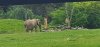 Tina 50 år - Tur til Knuthenborg Safaripark