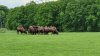 Tina 50 år - Tur til Knuthenborg Safaripark