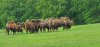 Tina 50 år - Tur til Knuthenborg Safaripark