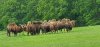 Tina 50 år - Tur til Knuthenborg Safaripark