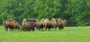 Tina 50 år - Tur til Knuthenborg Safaripark