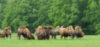 Tina 50 år - Tur til Knuthenborg Safaripark