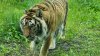 Tina 50 år - Tur til Knuthenborg Safaripark