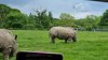 Tina 50 år - Tur til Knuthenborg Safaripark