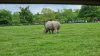 Tina 50 år - Tur til Knuthenborg Safaripark