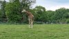 Tina 50 år - Tur til Knuthenborg Safaripark