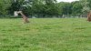 Tina 50 år - Tur til Knuthenborg Safaripark
