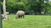 Tina 50 år - Tur til Knuthenborg Safaripark