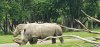 Tina 50 år - Tur til Knuthenborg Safaripark