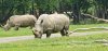 Tina 50 år - Tur til Knuthenborg Safaripark