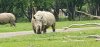 Tina 50 år - Tur til Knuthenborg Safaripark