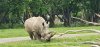 Tina 50 år - Tur til Knuthenborg Safaripark