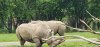 Tina 50 år - Tur til Knuthenborg Safaripark