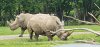 Tina 50 år - Tur til Knuthenborg Safaripark