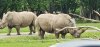 Tina 50 år - Tur til Knuthenborg Safaripark