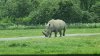 Tina 50 år - Tur til Knuthenborg Safaripark