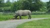 Tina 50 år - Tur til Knuthenborg Safaripark