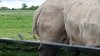 Tina 50 år - Tur til Knuthenborg Safaripark