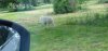 Tina 50 år - Tur til Knuthenborg Safaripark