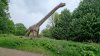 Tina 50 år - Tur til Knuthenborg Safaripark