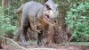 Tina 50 år - Tur til Knuthenborg Safaripark