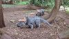 Tina 50 år - Tur til Knuthenborg Safaripark
