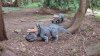 Tina 50 år - Tur til Knuthenborg Safaripark