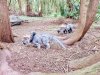 Tina 50 år - Tur til Knuthenborg Safaripark