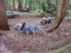 Tina 50 år - Tur til Knuthenborg Safaripark