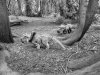 Tina 50 år - Tur til Knuthenborg Safaripark