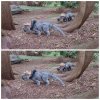 Tina 50 år - Tur til Knuthenborg Safaripark