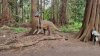 Tina 50 år - Tur til Knuthenborg Safaripark