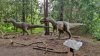 Tina 50 år - Tur til Knuthenborg Safaripark