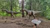 Tina 50 år - Tur til Knuthenborg Safaripark