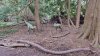 Tina 50 år - Tur til Knuthenborg Safaripark