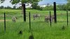 Tina 50 år - Tur til Knuthenborg Safaripark