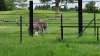 Tina 50 år - Tur til Knuthenborg Safaripark