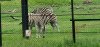 Tina 50 år - Tur til Knuthenborg Safaripark