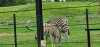 Tina 50 år - Tur til Knuthenborg Safaripark